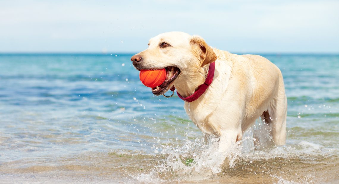 Dog Beach Spiaggia Grande 2